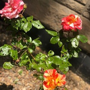 Meet your Posher, Kaydan